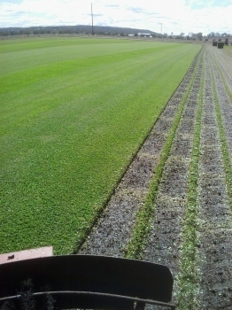 Our Turf Farm in Inverell